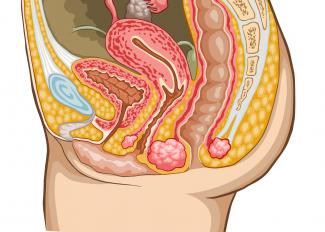 Anatomical Image of Ovaries in human body