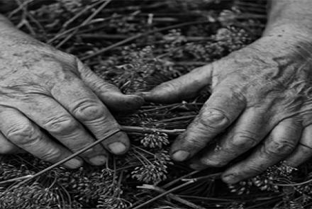 Image description: Black and white image shows an elderly persons hands on a lap