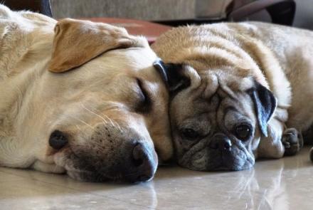 Two dogs sleeping on the floor