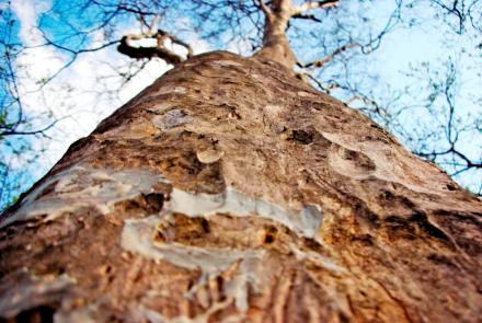 A picture of a tree taken by a person with  visual impairment